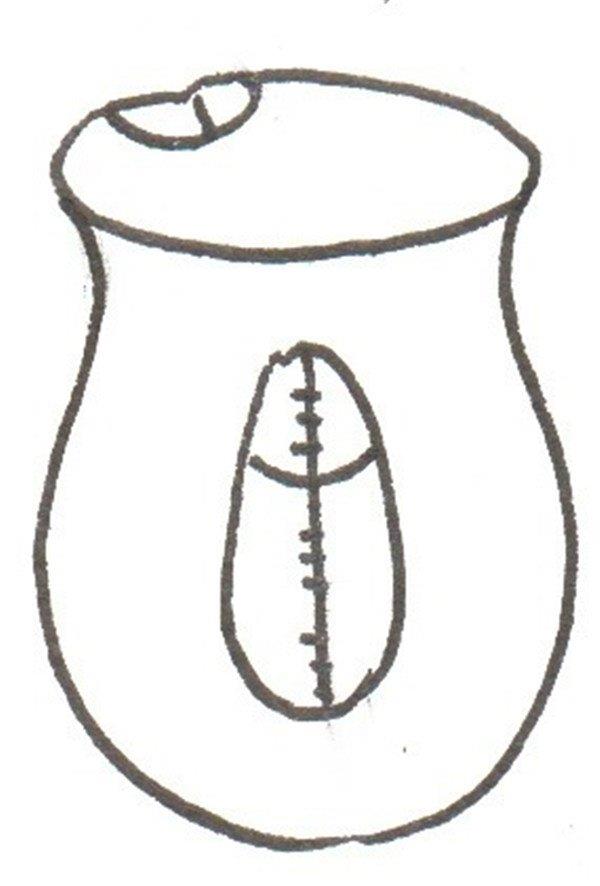 水壶的简笔画怎么画 水壶的简笔画图片