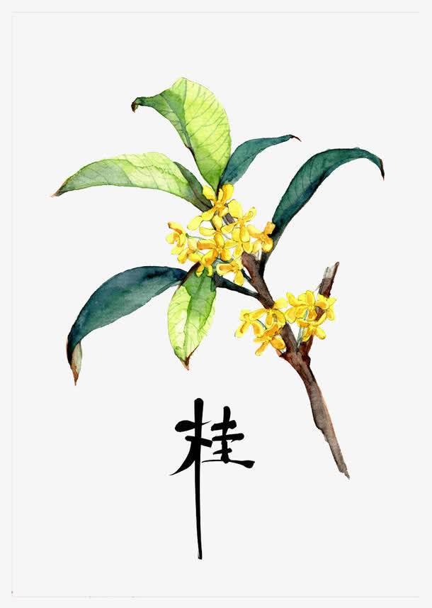 桂花树 简笔画 桂花树简笔画彩色
