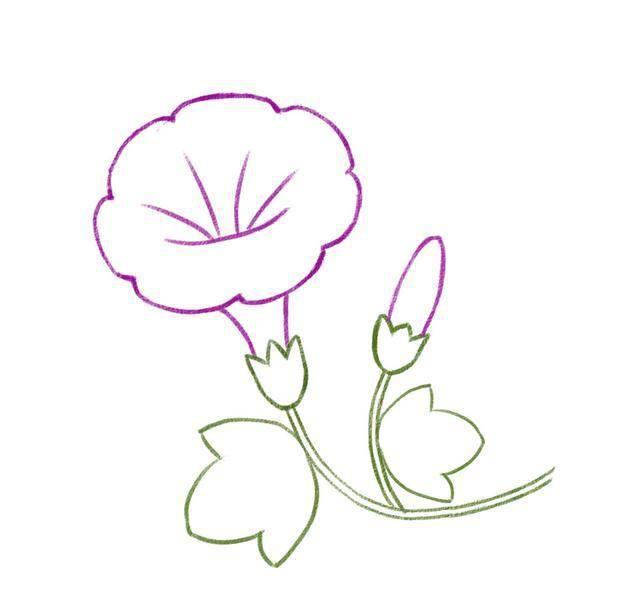 牵牛花简笔画 牵牛花简笔画图片
