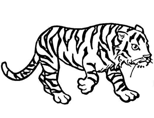 画老虎简笔画图片大全 画老虎简笔画图片大全可爱
