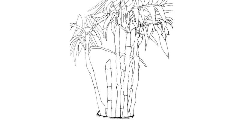 文竹简笔画怎么画 文竹简笔画好看