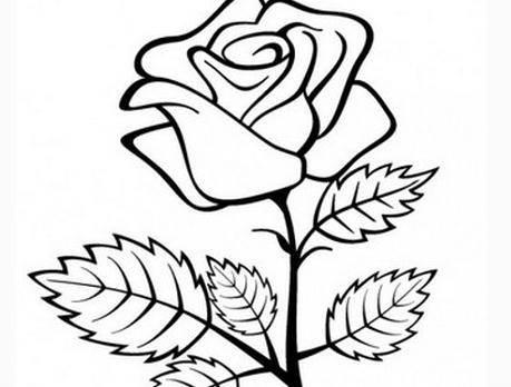蔷薇简笔画图片大全 蔷薇简笔画图片大全可爱