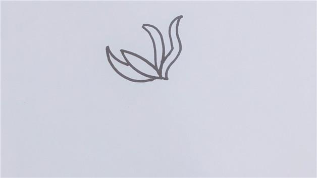 昙花的简笔画怎么画 昙花简笔画好看