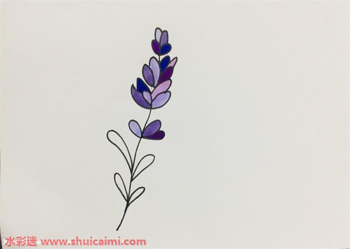 薰衣草怎么画 薰衣草简笔画图片带颜色
