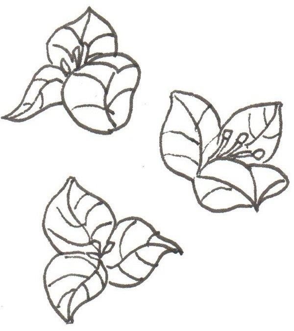 三角梅的简笔画怎么画 三角梅的简笔画好看