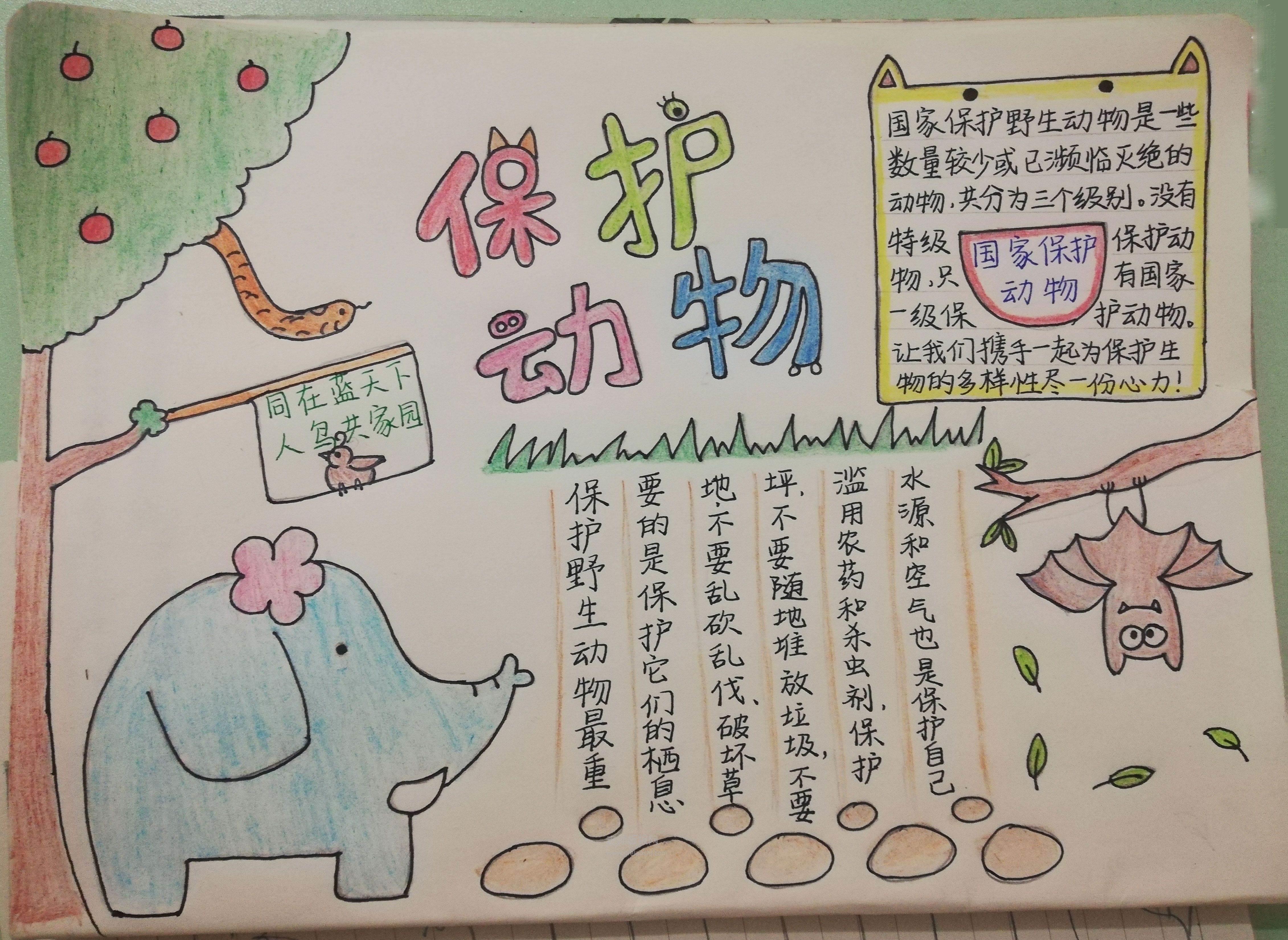世界动物保护日手抄报 世界保护动物怎么画
