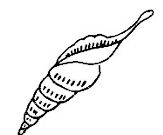 海螺简笔画 海螺简笔画彩色