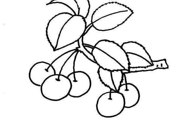 樱桃的简笔画图片大全 樱桃的简笔画图片大全可爱