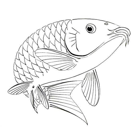 鱼的简笔画图片大全 鱼的简笔画图片大全彩色可爱