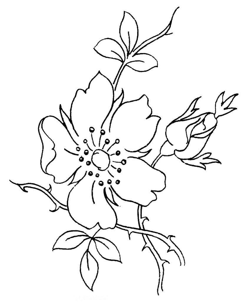 桃花简笔画图片大全 桃花简笔画图片大全带颜色