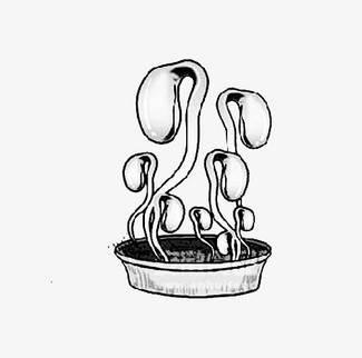 豆芽简笔画 豆芽简笔画生长过程