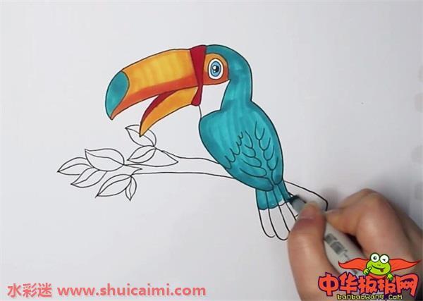巨嘴鸟怎么画 巨嘴鸟简笔画图片大全带颜色