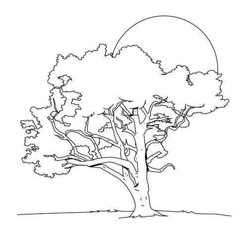 画树的简笔画 简单画树的简笔画