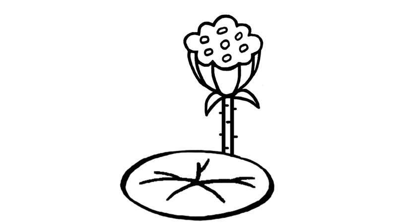 莲蓬简笔画怎么画 莲蓬简笔画简单
