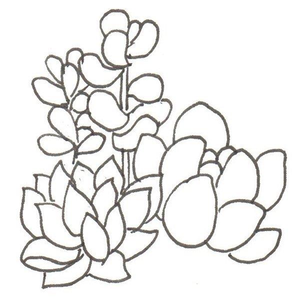 多肉的简笔画怎么画 多肉的简笔画图片