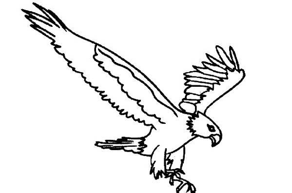 鹰简笔画图片大全 鹰简笔画图片大全霸气