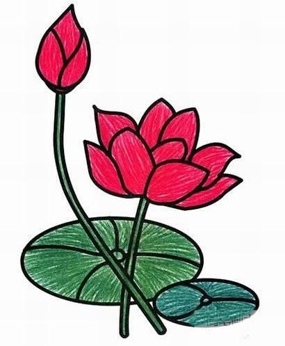 莲花简笔画 莲花简笔画图片大全大图