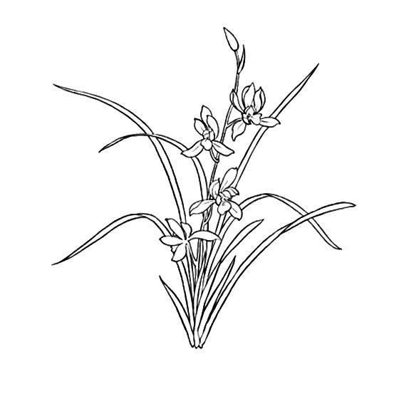 简笔画图片大全花草类 简笔画图片大全花草类有颜色