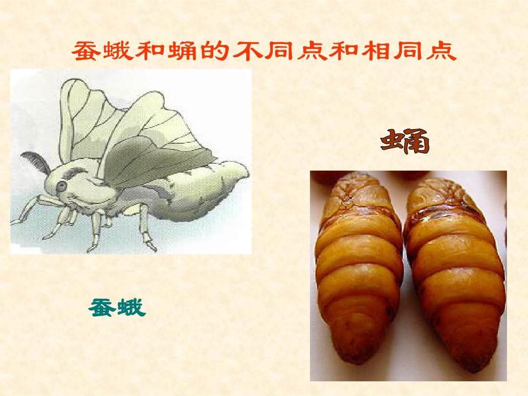 蚕蛾简笔画 蚕蛾简笔画 简单漂亮