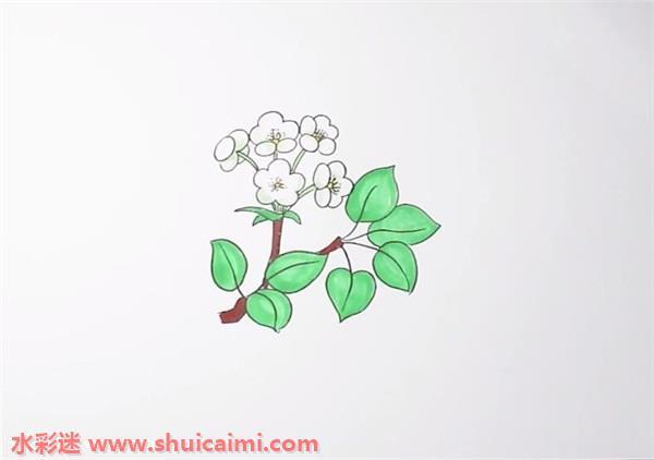 梨花怎么画 梨花简笔画步骤