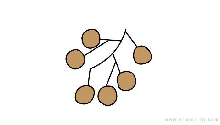 桂圆简笔画怎么画 桂圆简笔画简单又好看