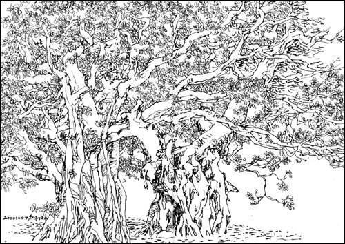 榕树简笔画 榕树简笔画图片带颜色