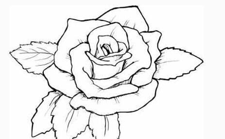 玫瑰花图片简笔画 玫瑰花图片简笔画手绘