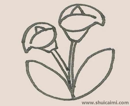 马蹄莲儿童简笔画