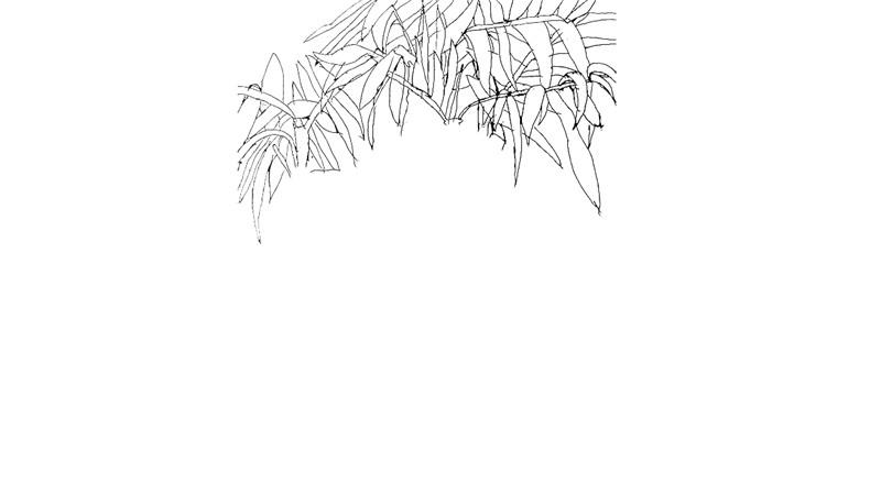 文竹简笔画怎么画 文竹简笔画好看