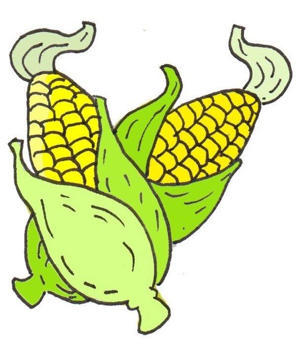 玉米的简笔画怎么画 玉米的简笔画简单又好看