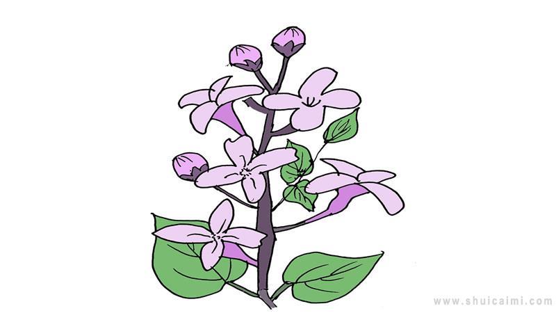 丁香结简笔画怎么画 丁香结简笔画好看
