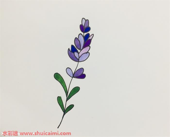 薰衣草怎么画 薰衣草简笔画图片带颜色
