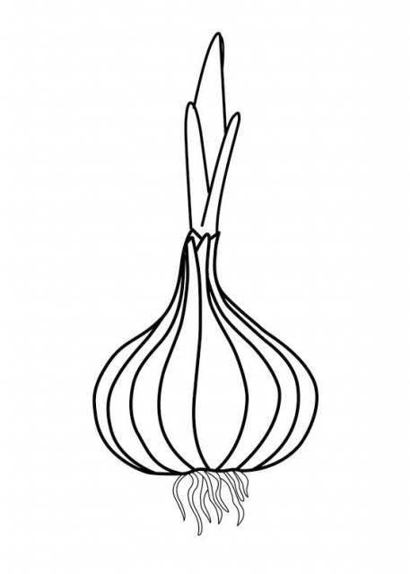 蔬菜简笔画图片大全 蔬菜简笔画图片大全简单颜色