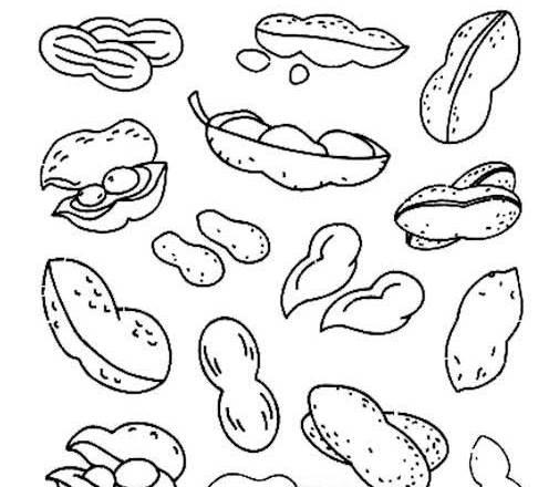 花生简笔画 花生简笔画简单又好看