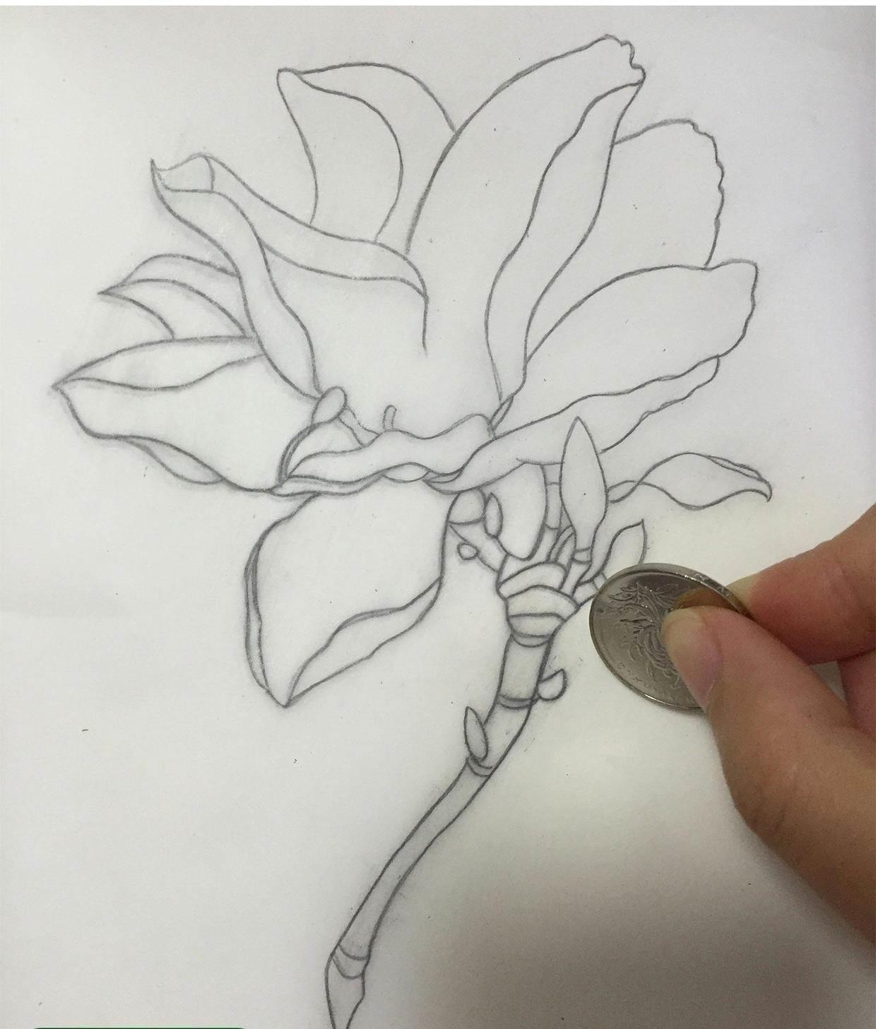 玉兰花简笔画图片大全 玉兰花简笔画图片大全彩色