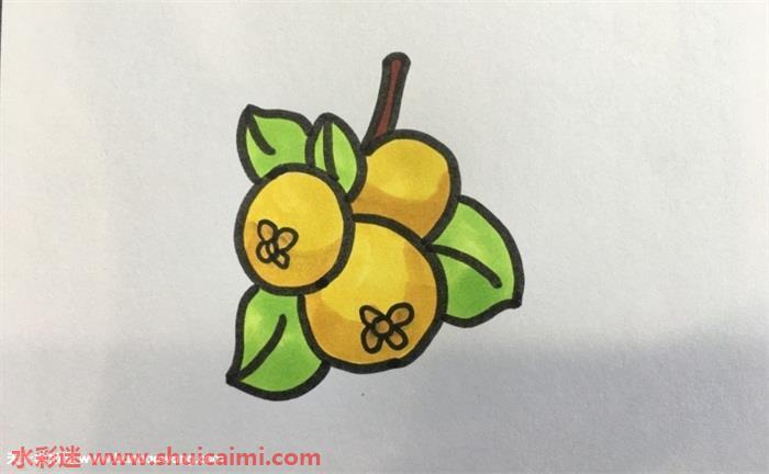 枇杷怎么画 枇杷简笔画简单易画彩色