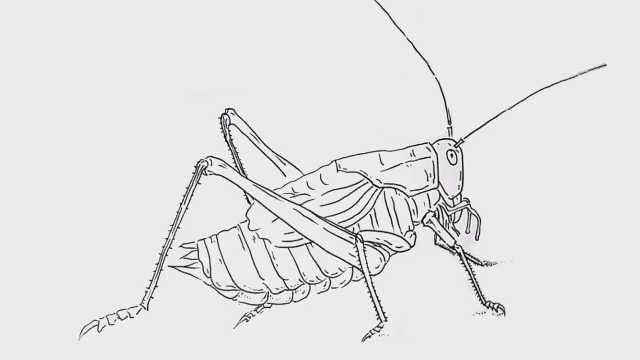 蟋蟀简笔画 蟋蟀简笔画图片带颜色