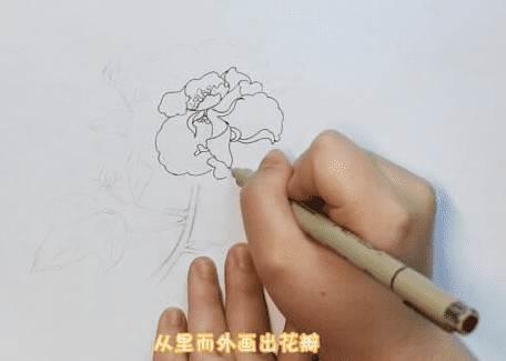 芙蓉花简笔画 芙蓉花简笔画简单
