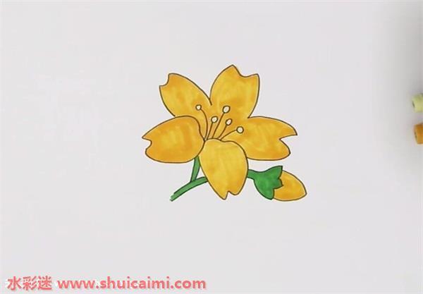 迎春花怎么画 迎春花简笔画彩色