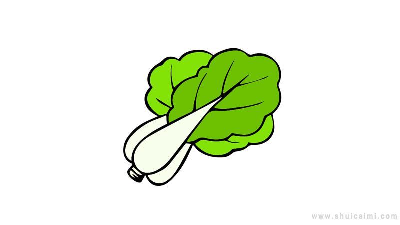 大白菜简笔画怎么画 大白菜简笔画图片