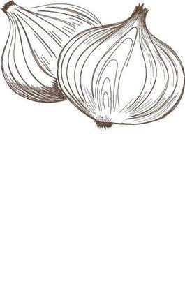 洋葱简笔画图片大全 洋葱简笔画图片大全可爱