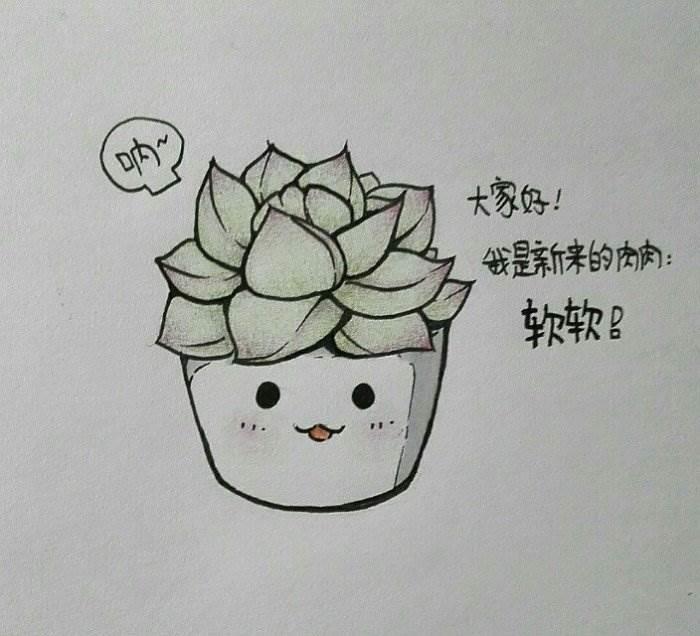 多肉简笔画 多肉简笔画图片大全