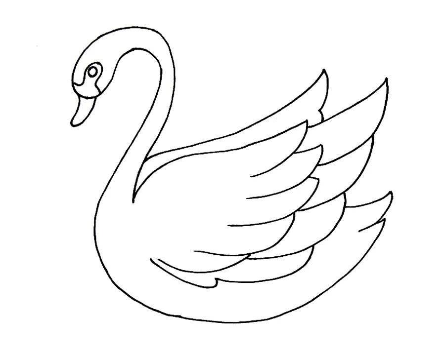 白天鹅简笔画 白天鹅简笔画简单又漂亮