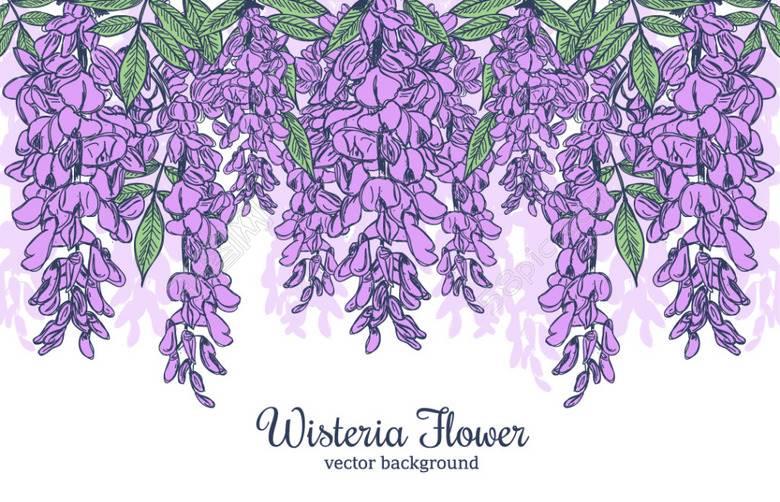 紫藤萝简笔画 紫藤萝简笔画简单又好看