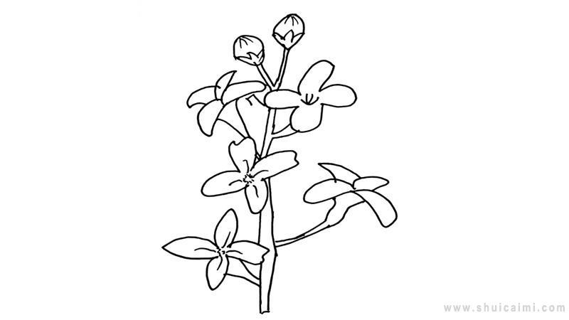 丁香结简笔画怎么画 丁香结简笔画好看