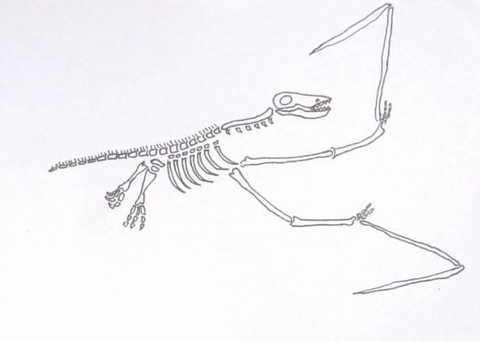 翼龙简笔画 翼龙简笔画幼儿园