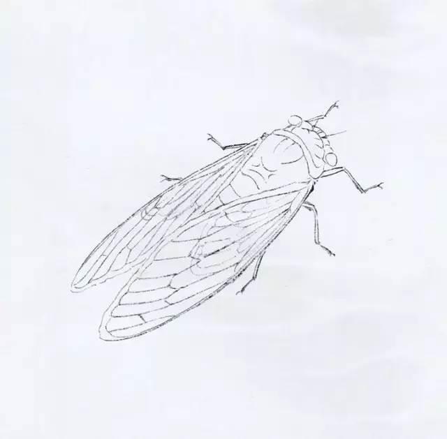 知了简笔画 知了简笔画图片