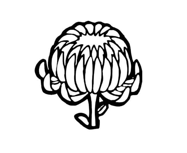画菊花简笔画图片大全 画菊花简笔画图片大全一年级