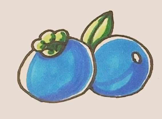蓝莓简笔画 蓝莓简笔画图片