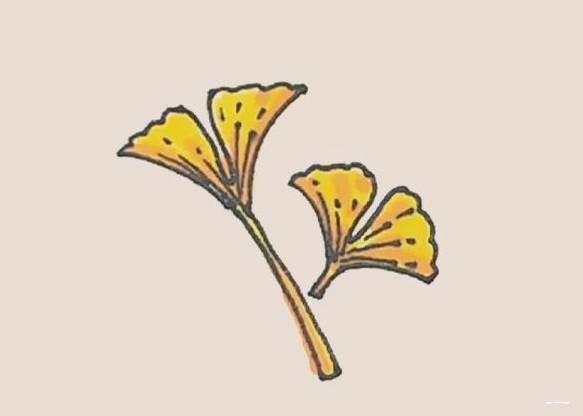 银中草药杏简笔画 银杏中草药怎么画